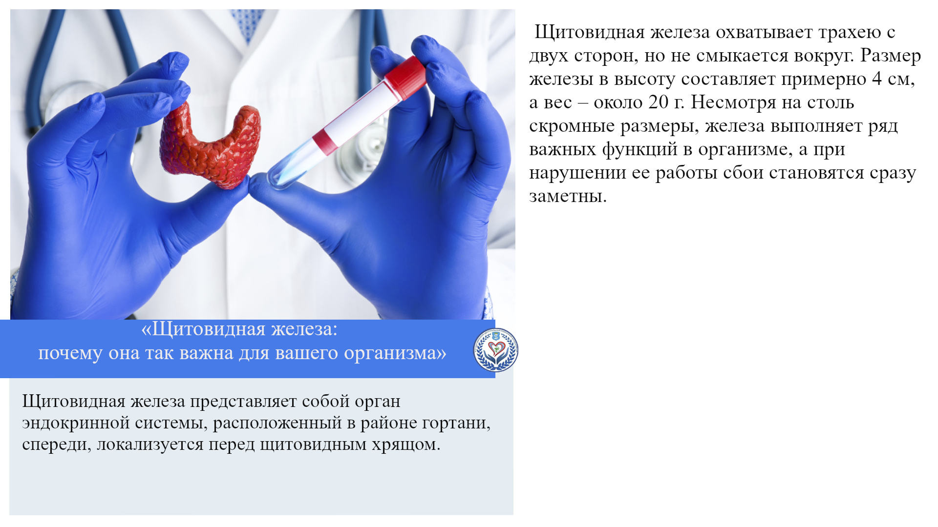 «Щитовидная железа: почему она так важна для вашего организма»