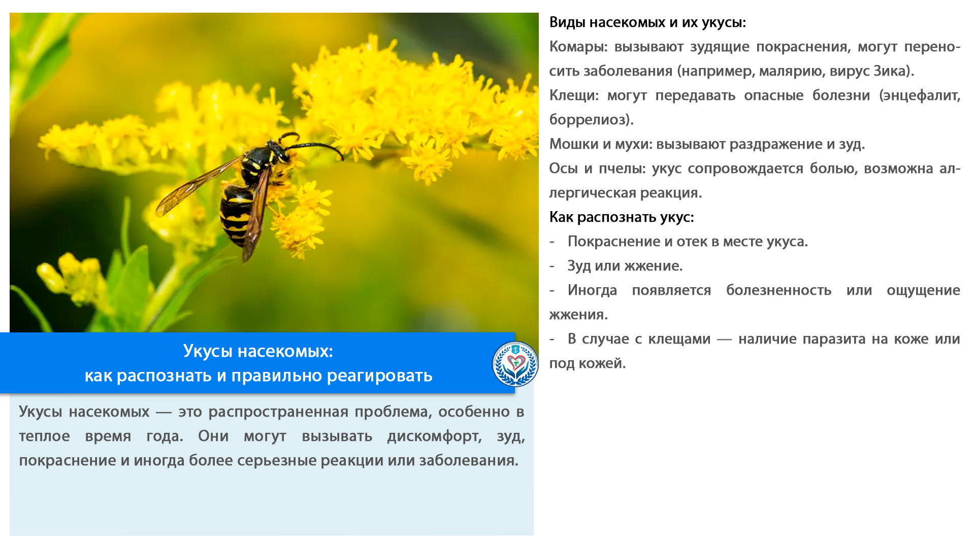 Укусы насекомых:  как распознать и правильно реагировать